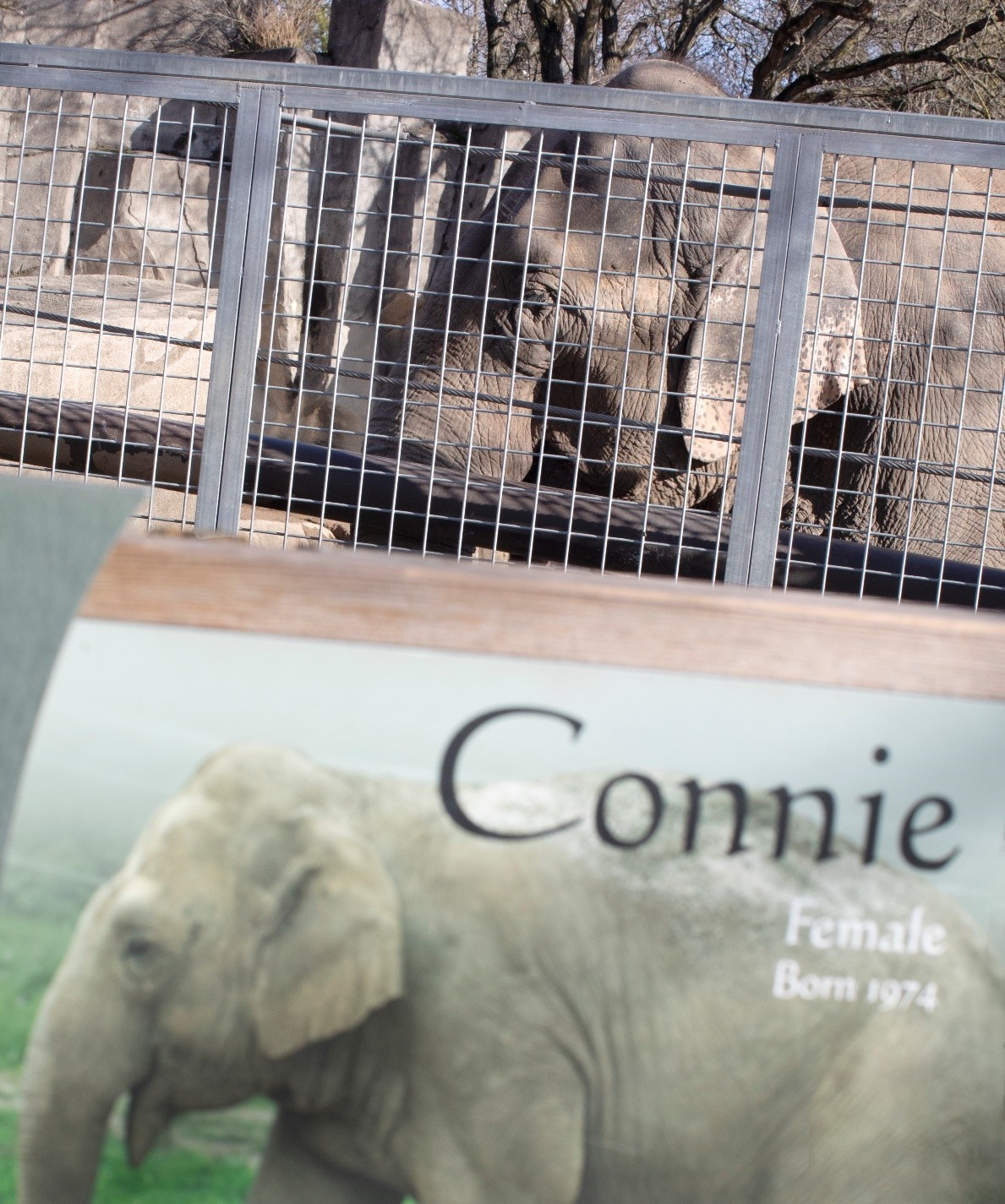 Zoo signage records the identity of an elephant named Connie