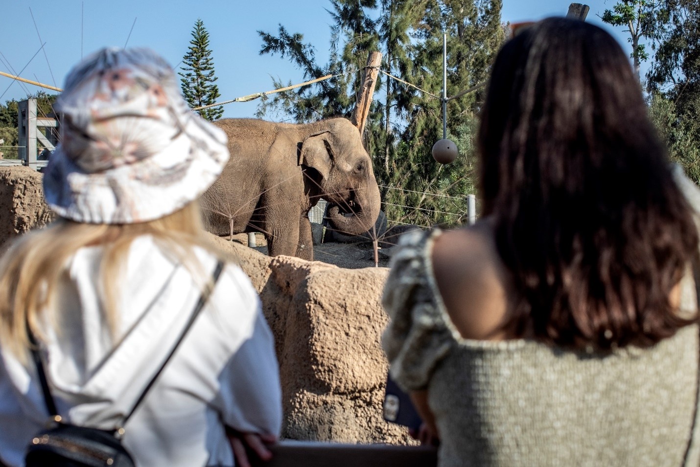 Visitors observe an elephant in a zoo enclosure
