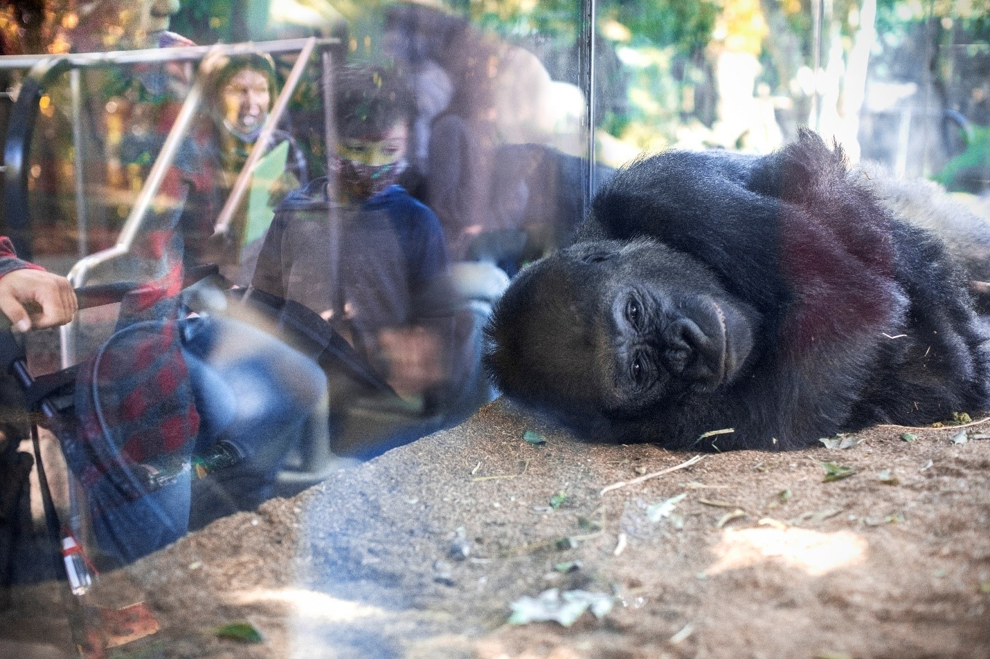 A gorilla viewed through glass