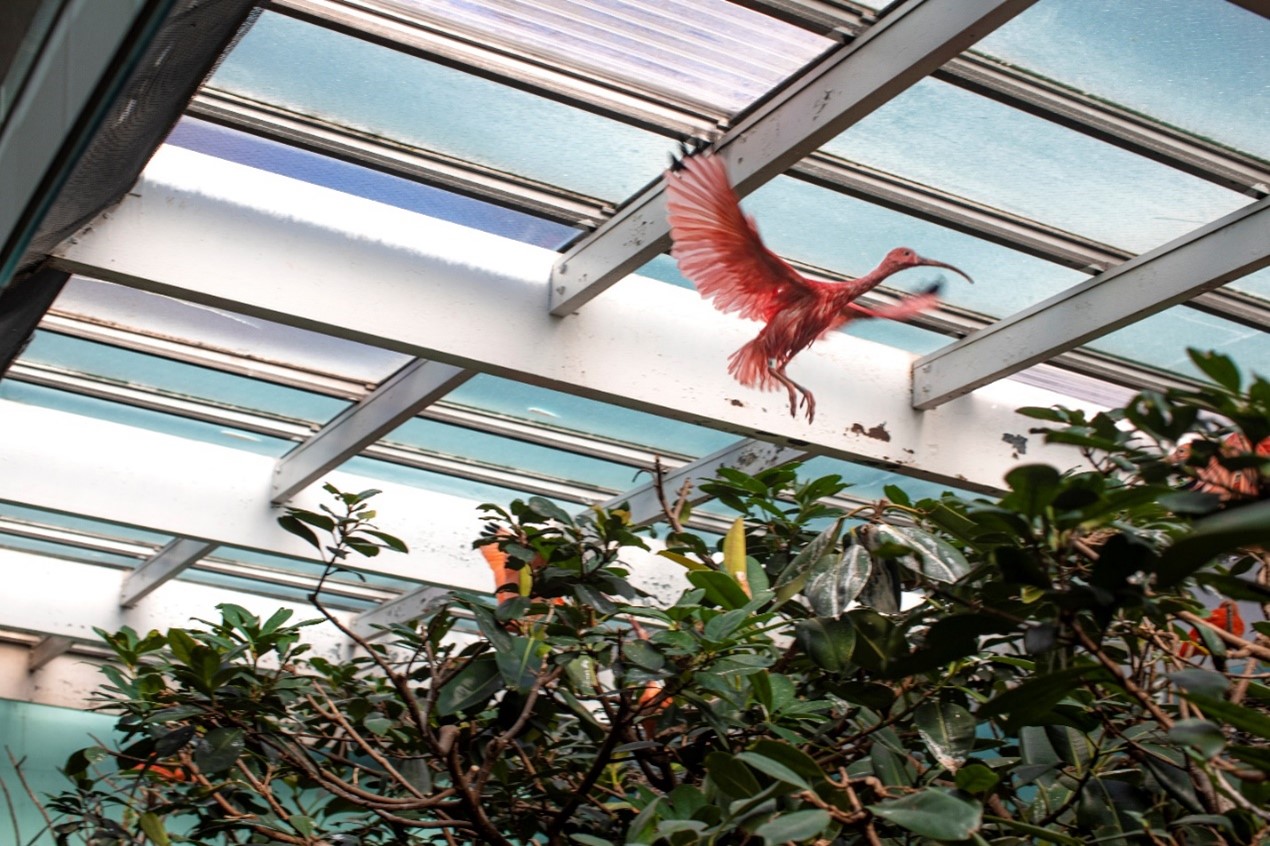 A scarlet ibis flying inside a glass-roofed habitat