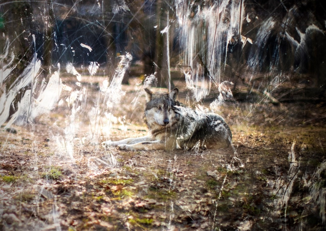 A wolf in a wooded enclosure